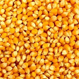 Yellow Maize(Corn)