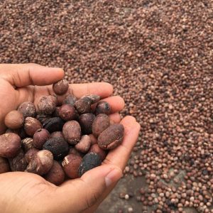 PALM KERNEL NUTS