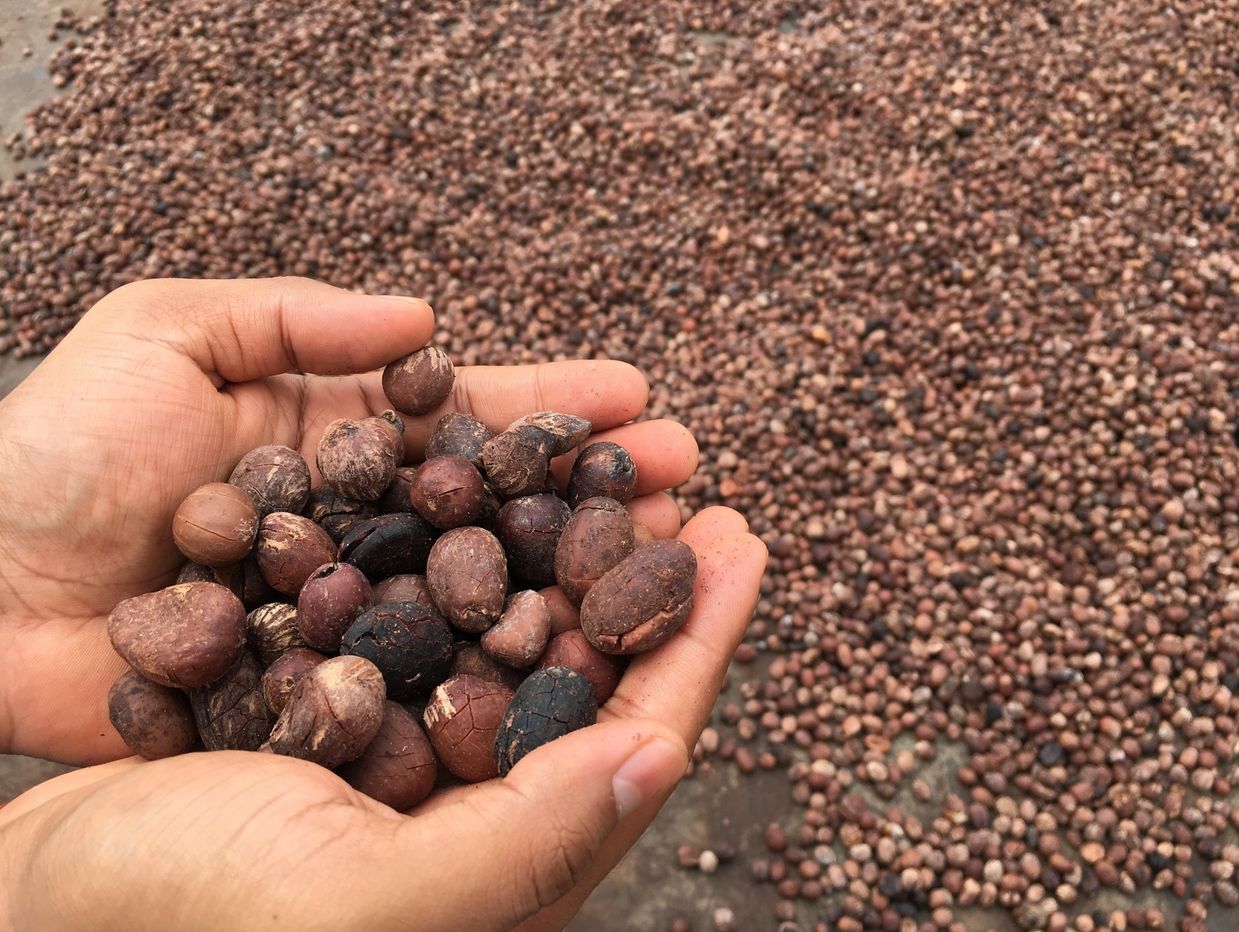 PALM KERNEL NUTS