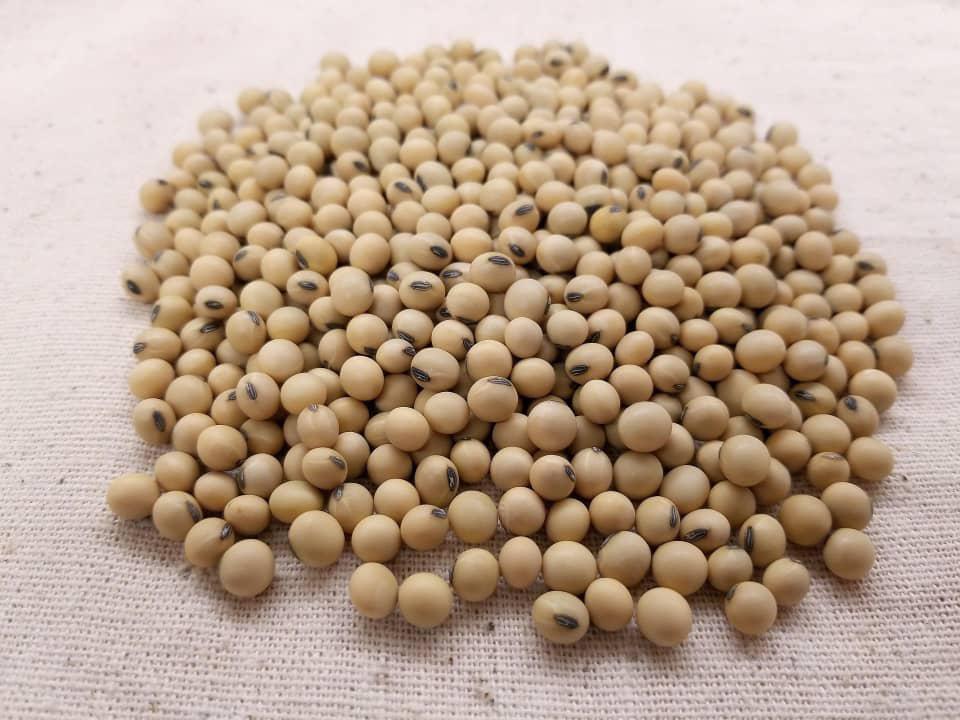 SOYA BEANS